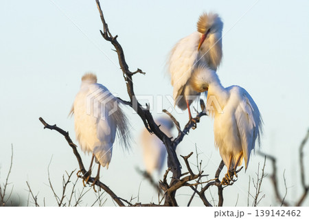 Cattle Egret, Bubulcus ibis, perched, La Pampa Province, Patagonia, Argentina Cattle Egret, Bubulcus ibis, perched, La Pampa Province, Patagonia, Argentina 139142462
