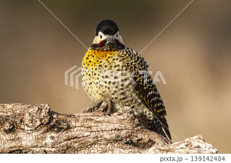Green barred Woodpecker in forest environment,  La Pampa province, Patagonia, Argentina. 139142484