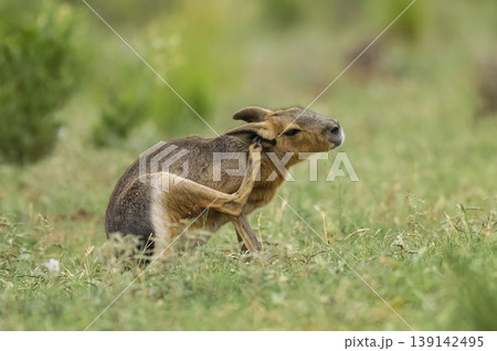 Patagonian Cavi.Peninsula de Valdes 139142495