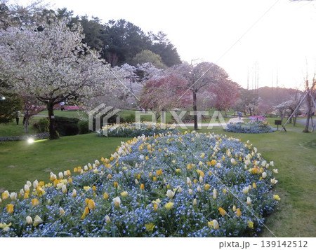 春の桜とネモフィラの風景 春の桜とネモフィラの風景 139142512