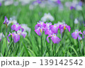 初夏の花菖蒲畑　色とりどりの群生風景 139142542