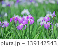 初夏の花菖蒲畑　色とりどりの群生風景 139142543