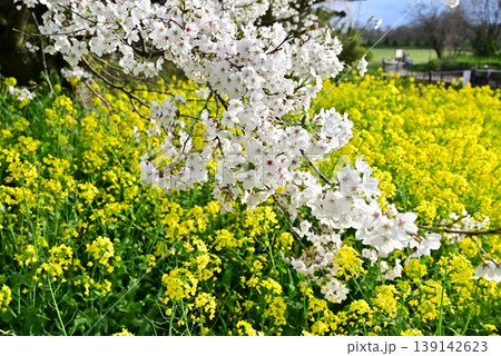 桜と菜の花と桜のある風景 139142623