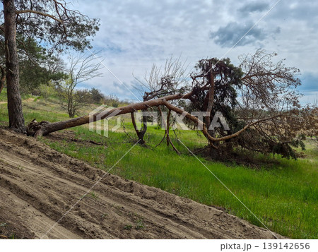 a fallen tree in the forest a fallen tree in the forest 139142656