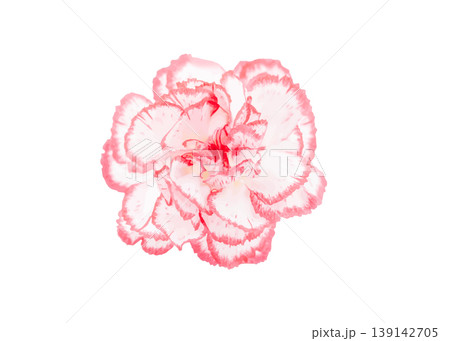 ピンク色のカーネーションの生花の切り抜き　ベクター　 139142705