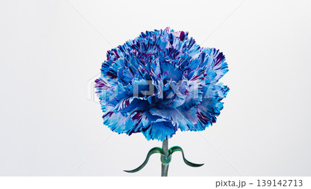 青いカーネーションの花 マクロ撮影 白背景 青いカーネーションの花 マクロ撮影 白背景 139142713