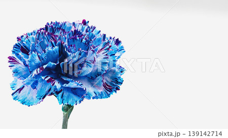 青いカーネーションの花 マクロ撮影 白背景 139142714