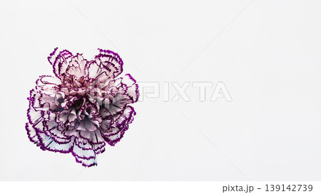 紫の縁取りのカーネーションの花 マクロ撮影 白背景 紫の縁取りのカーネーションの花 マクロ撮影 白背景 139142739