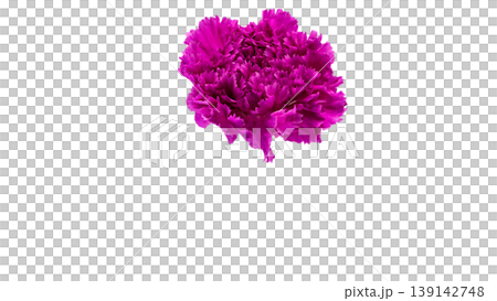 Pink carnation flower macro photography background transparent Pink carnation flower macro photography background transparent 139142748