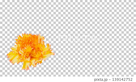 Orange-yellow carnation macro image, floral material, transparent background. 139142752