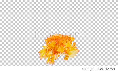 Orange-yellow carnation macro image, floral material, transparent background. Orange-yellow carnation macro image, floral material, transparent background. 139142754