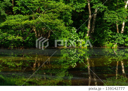 新緑の森と水面のリフレクションが美しい静かな風景 139142777