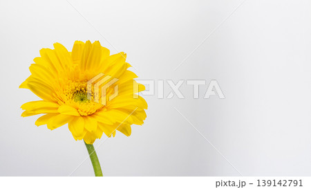 黄色いガーベラの花 マクロ撮影 白背景 黄色いガーベラの花 マクロ撮影 白背景 139142791