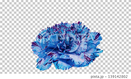 Blue carnation flower macro photography background transparent Blue carnation flower macro photography background transparent 139142802