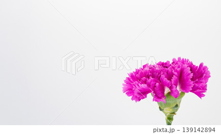 ピンクのカーネーションの花 白背景 マクロ コピースペース ピンクのカーネーションの花 白背景 マクロ コピースペース 139142894