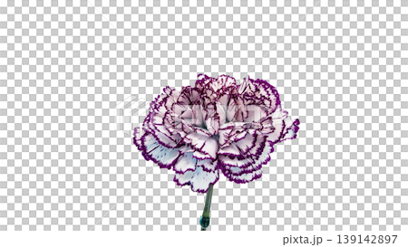 Purple-edged carnation, macro photography, transparent background PNG image. Purple-edged carnation, macro photography, transparent background PNG image. 139142897