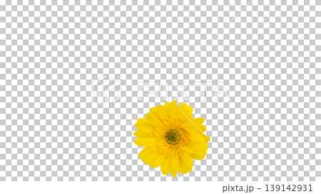 Yellow gerbera flower, macro photography, transparent background PNG image. Yellow gerbera flower, macro photography, transparent background PNG image. 139142931