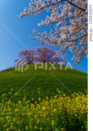 桜咲くさきたま古墳公園 139142971
