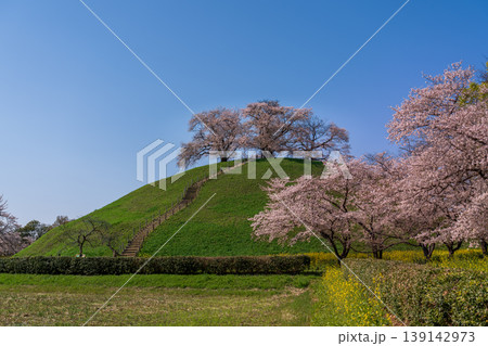 桜咲くさきたま古墳公園 139142973