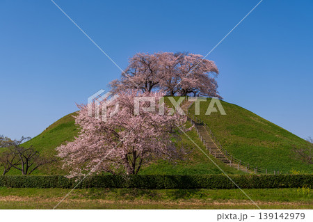 桜咲くさきたま古墳公園 139142979