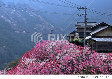 山村に花桃咲く 高知県仁淀川町寺村 山村に花桃咲く 高知県仁淀川町寺村 139143012