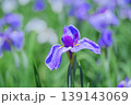 初夏の花菖蒲　柔らかいボケと青紫の花 139143069