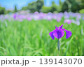 初夏の花菖蒲　鮮やかな濃紫と広がる花畑 139143070