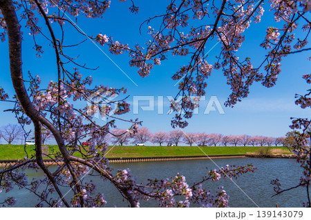 群馬の水郷公園から青空と桜並木 群馬の水郷公園から青空と桜並木 139143079