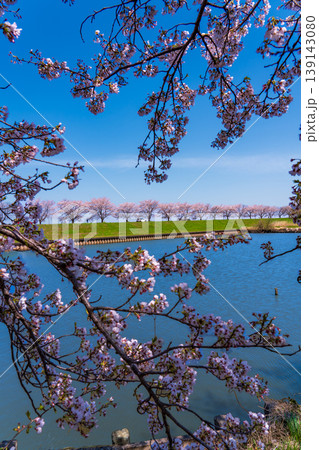 群馬の水郷公園から青空と桜並木 139143080