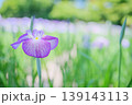 ハナショウブの花　淡紫とボケ玉の幻想的な風景 139143113