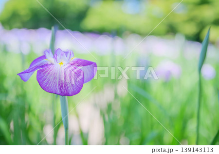 ハナショウブの花　淡紫とボケ玉の幻想的な風景 139143113