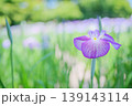 初夏の花菖蒲　柔らかな光とコピースペース 139143114