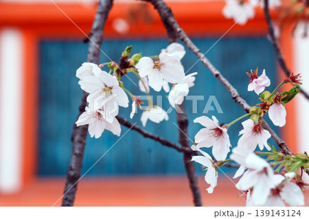 京都 平安神宮の桜 京都 平安神宮の桜 139143124