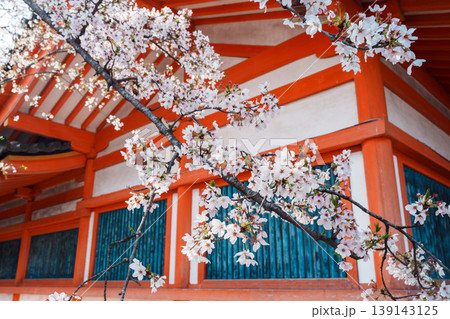 京都 平安神宮の桜 京都 平安神宮の桜 139143125