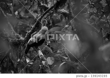 Mono Andean cock-of-the-rock in profile on branch 139143193