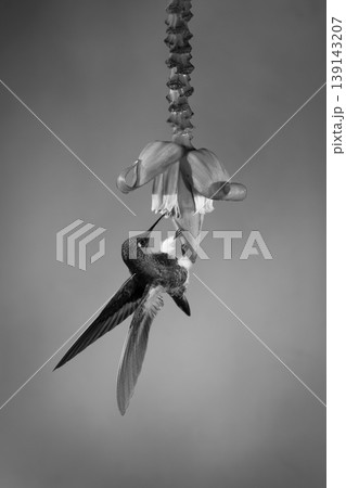 Mono buff-tailed coronet clings to flower drinking Mono buff-tailed coronet clings to flower drinking 139143207