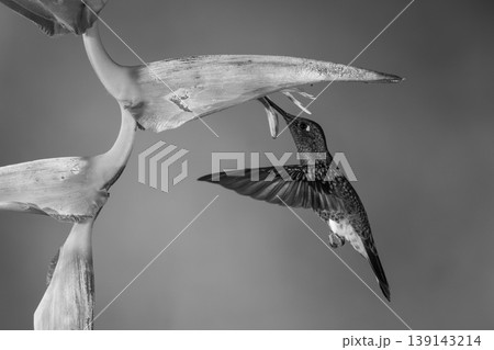 Mono buff-tailed coronet feeds hovering beneath heliconia 139143214