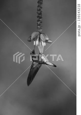Mono buff-tailed coronet hangs drinking from flower 139143218