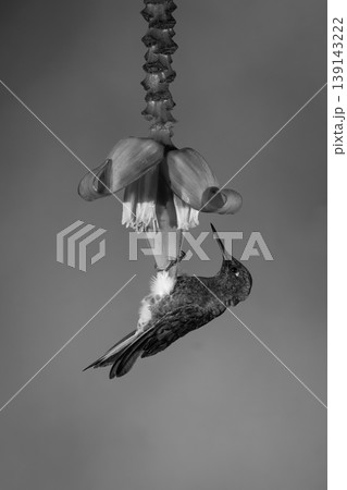Mono buff-tailed coronet hangs looking at flower 139143222