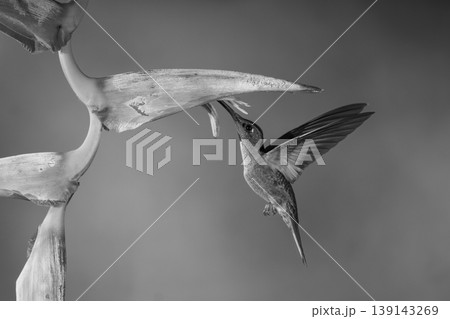 Mono fawn-breasted brilliant hovers drinking under heliconia 139143269