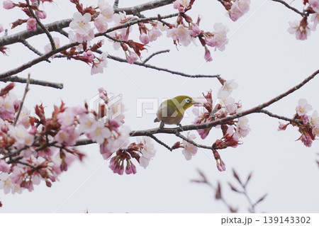 桜に来たメジロ 桜に来たメジロ 139143302