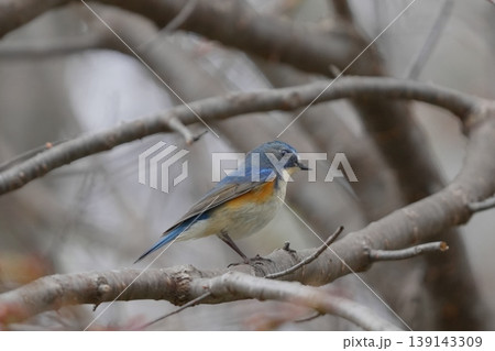 青い鳥ルリビタキ 青い鳥ルリビタキ 139143309