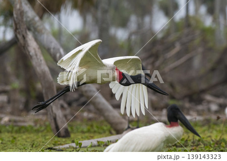 Jabiru Stork, in a marsh environment Jabiru Stork, in a marsh environment 139143323