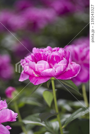 芍薬園にピンク色のシャクヤクが咲いています。このシャクヤクの名前はサラ・ベルナールです。 芍薬園にピンク色のシャクヤクが咲いています。このシャクヤクの名前はサラ・ベルナールです。 139143327