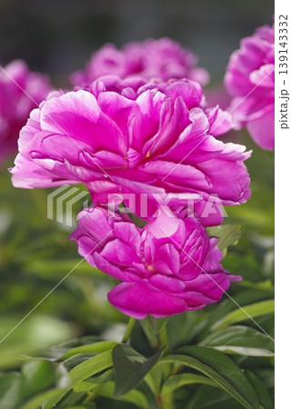 芍薬園にピンク色のシャクヤクが咲いています。このシャクヤクの名前はサラ・ベルナールです。 芍薬園にピンク色のシャクヤクが咲いています。このシャクヤクの名前はサラ・ベルナールです。 139143332