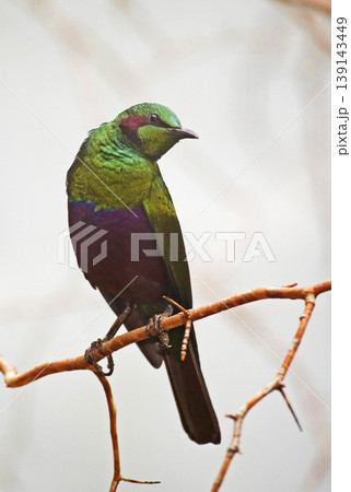 Vertical of a male Emerald Starling, Lamprotornis iris Vertical of a male Emerald Starling, Lamprotornis iris 139143449