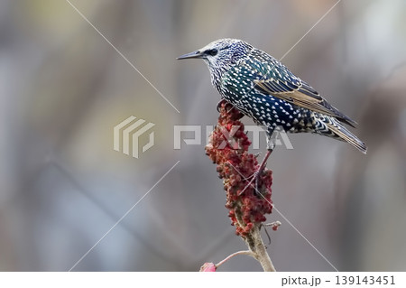 European Starling, Sturnus vulgaris, perched on a sumac blossom European Starling, Sturnus vulgaris, perched on a sumac blossom 139143451