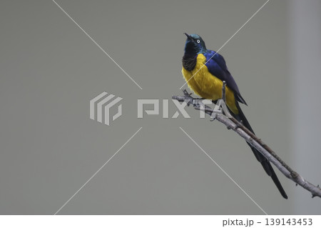 Golden-breasted or Royal Starling, Lamprotornis regius, perched Golden-breasted or Royal Starling, Lamprotornis regius, perched 139143453