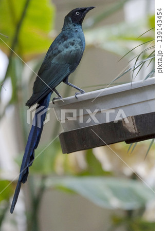 Vertical of a Long-tailed Starling, Aplonis magna, perched Vertical of a Long-tailed Starling, Aplonis magna, perched 139143454
