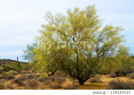 Palo Verde Tree, Sonora Desert, Spring and in bloom Palo Verde Tree, Sonora Desert, Spring and in bloom 139143535